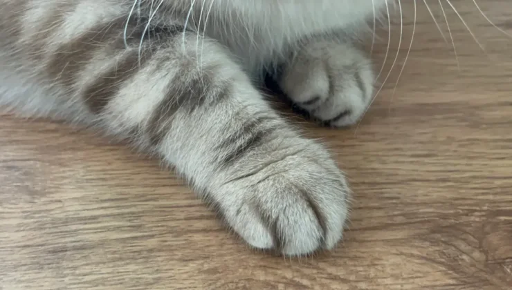 Kedi Tırmığı Hastalığı: Prof. Dr. Onur Başbuğ’un Uyarısı!