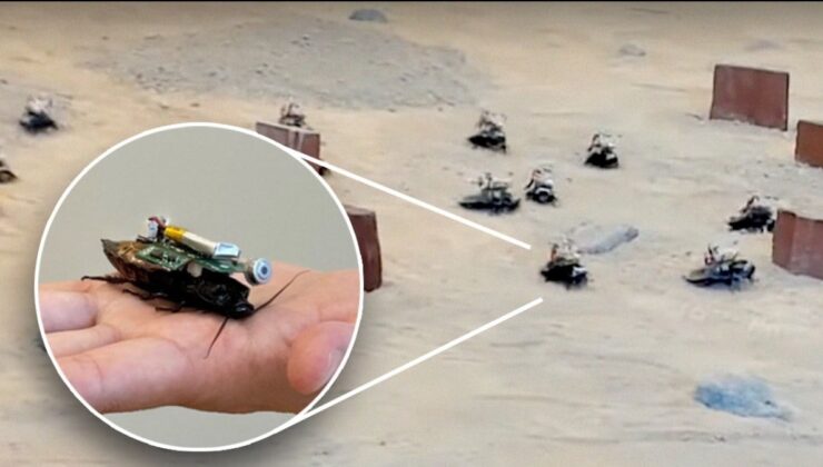 Bilim İnsanları Yeni Keşfetti: Uzaktan Kontrol Edilebilir Robot Hamam Böcekleri!