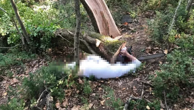 Kavak ağacı kesimi faciası! Üç kişi gözaltına alındı