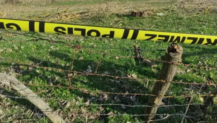 Eflani’de Kavak Ağacının Tehlikeli Düşüşü
