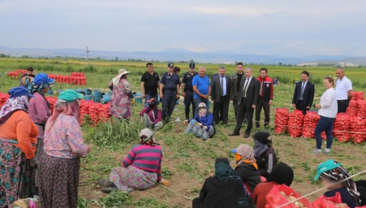 Amasya’da Erkenci Kuru Soğan Hasadı Başladı!