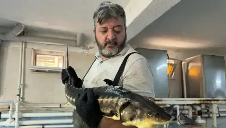 55 Bin Mersin Balığı Yumurtadan Çıktı, Üretim Hedefleri Aşıldı