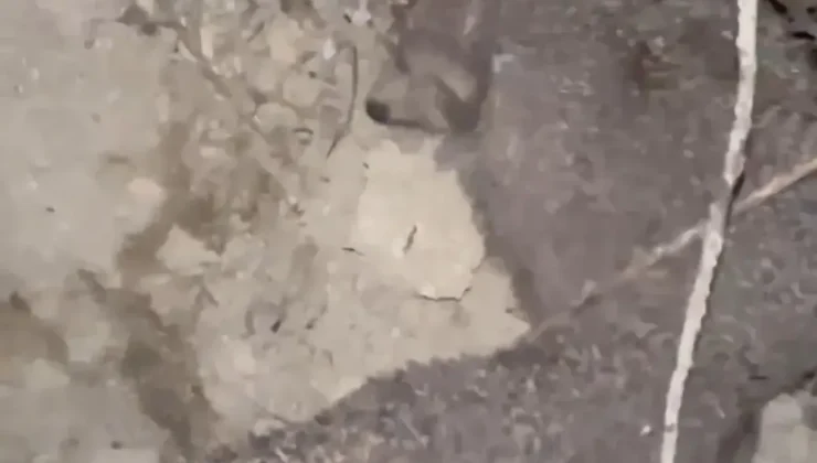 Kirpi Oyunları Sürpriz Getirdi!