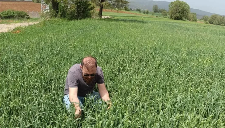 Süne ile Mücadelede Son Durum