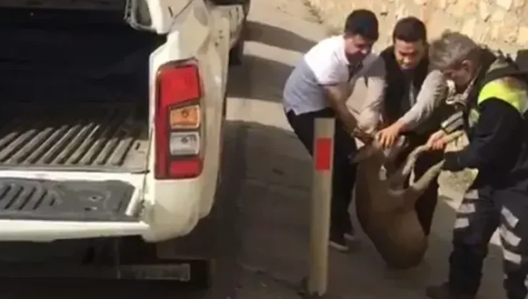 Nesli tükenmekte olan porsuğa araba çarptı!