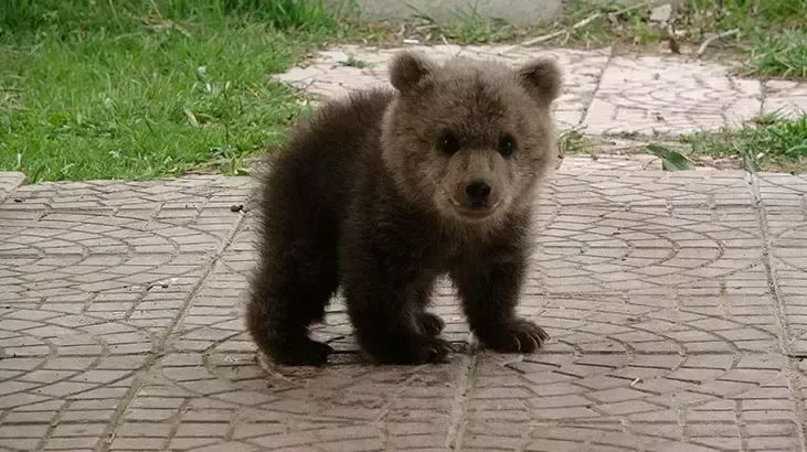 Doğa ve Teknoloji: Vahşi Yaşamın Kaydedilmesi