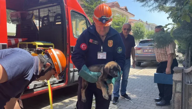 Demir Kapıya Sıkışan Köpek Yavrusu Kurtarıldı