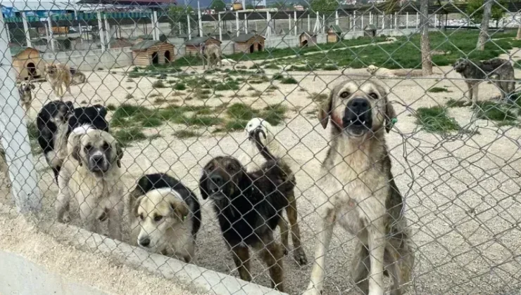 Bolu Belediyesi Sokak Hayvanları İçin İhale Düzenliyor