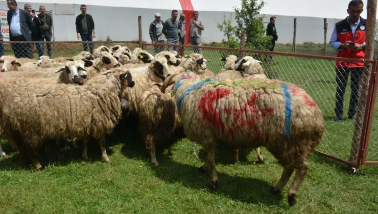 Bolu’da Küçükbaş Hayvancılık Şenliği Gerçekleşti