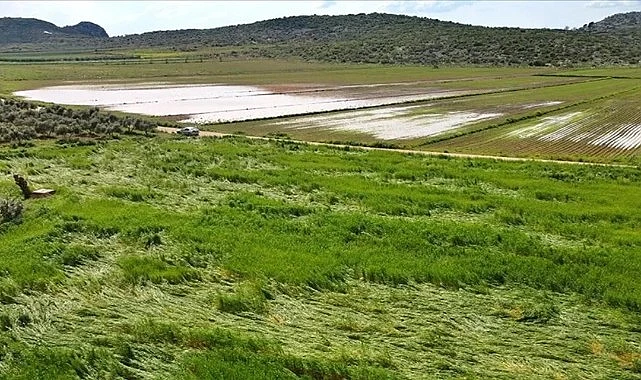 Yağışlar Ardahan’da Tarımı Vurdu
