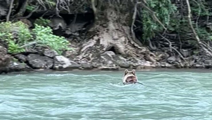 Tunceli’de Sıcaktan Bunalan Boz Ayı Munzur Çayı’nda Serinledi!