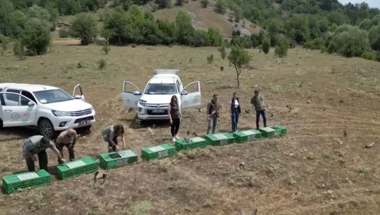 Kanatlı Yaban Hayvanı Yetiştirme Programı: Keklik Popülasyonu Artıyor