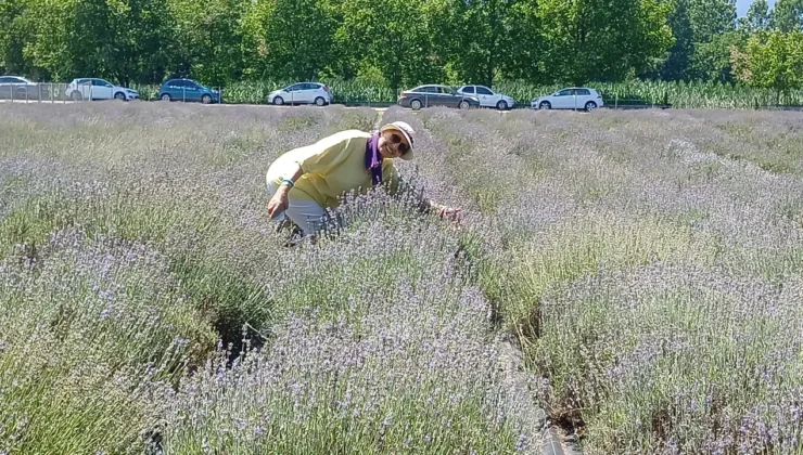 Köyden Şehre: Lavanta Serüveni