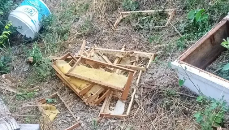 Yetkililer Mudurnu’da Ayı Saldırılarını İnceledi