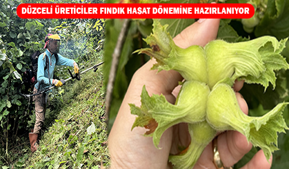 Fındık Üreticileri Hasat İçin Son Hazırlıkları Yapıyor