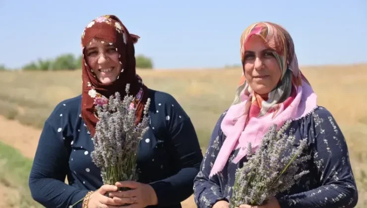 Lavanta Üretiminde Kadın Dayanışması