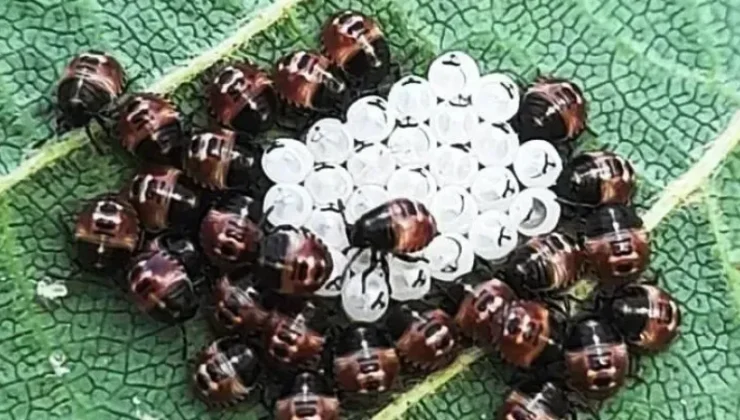 Mücadelede Kahverengi Kokarca Uyarıları!