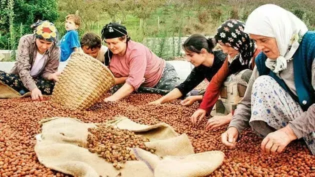 Trabzon ve Ordu’da Fındık Hasadı Hazırlıkları