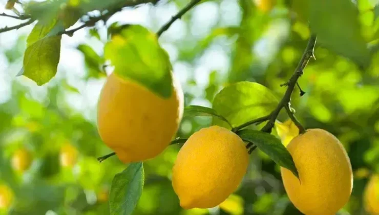 Bolu Pazarında Limon Fiyatları 100 TL’ye Çıktı, Tüketiciler Umutlu