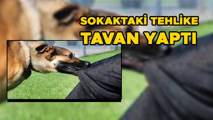 Yasaklı Irk Köpek Çocuğa Saldırdı!