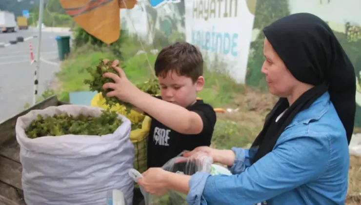 Ordu’da Fındık Sezonu Başladı: Günlük Taze Fındık Satışları 100 TL’den Başladı!