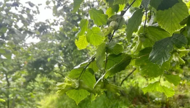 Giresun Fındık Rekolte Çalışmaları Tamamlandı: Detaylar Burada!