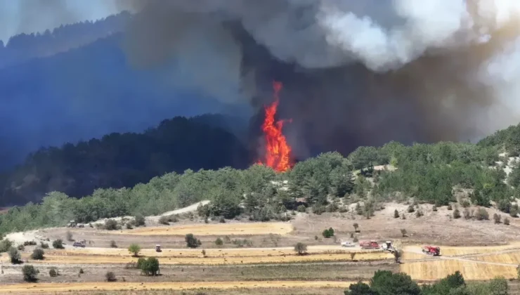 Orman Yangınları: 22 Kişi Gözaltında, 9’u Tutuklandı