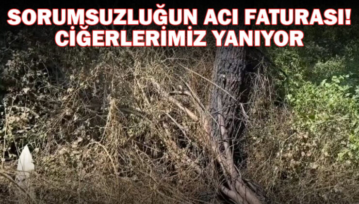 Bolu ve Düzce’de Orman Yangınlarına İdari Cezalar!