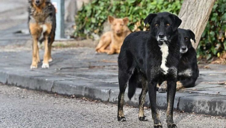 Sahipsiz Köpek Saldırısı: Üç Kişi Yaralandı!