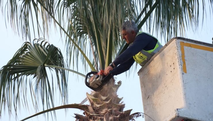 Bodrum’da Palmiye Ağaçları Budama Çalışmaları Başladı!