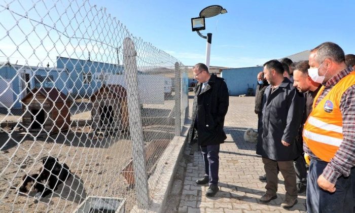 Kars’ta Sokak Hayvanları İçin Önemli Adımlar Atıldı