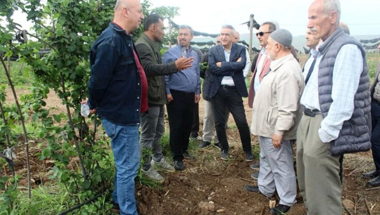 Böğürtlen Yetiştiriciliği ile Çiftçilere Yeni Gelir Kapısı Açılıyor