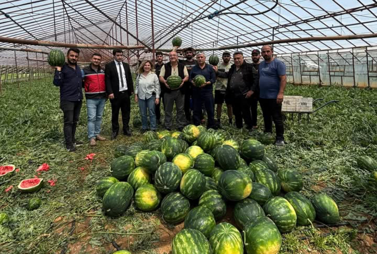 Antalya’da Karpuz Sezonu Başladı: 37 Bin Ton Bekleniyor!