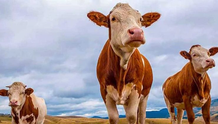 2025 Kurban Kesim Bedelleri Açıklandı!