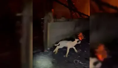 Canlı Kurtarma Operasyonu Yangında Mucizeyi Yarattı!