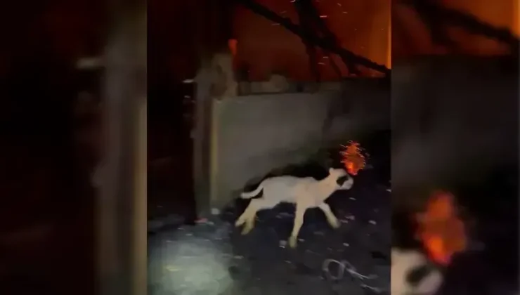 Canlı Kurtarma Operasyonu Yangında Mucizeyi Yarattı!