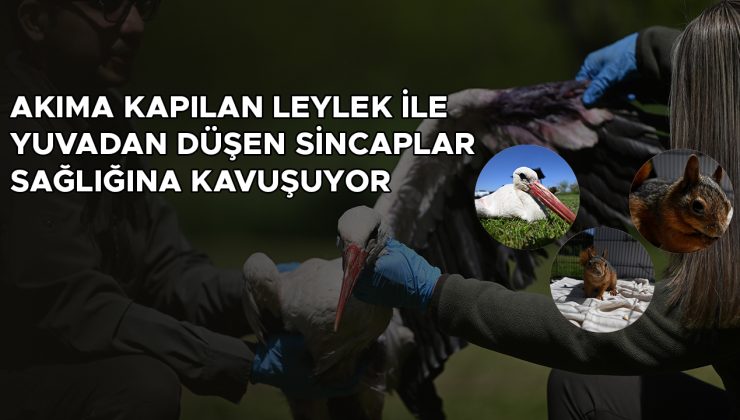 Yaralı Leylek ve Sincapların Tedavi Süreci Devam Ediyor