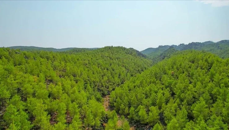 Muğla’da Ormanlık Alanlara Girişler Yasaklandı!