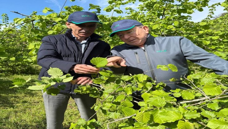Fındıkta Rekolte Kaybı Tehlikesi: Destek Artırılmalı!