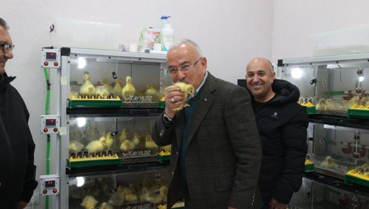 Ordu’da Kaz Yetiştiriciliği ile Tarımda Yeni Dönem!