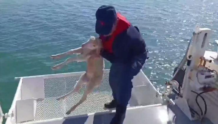 Kurtarılan kuzu sahibine teslim edildi!