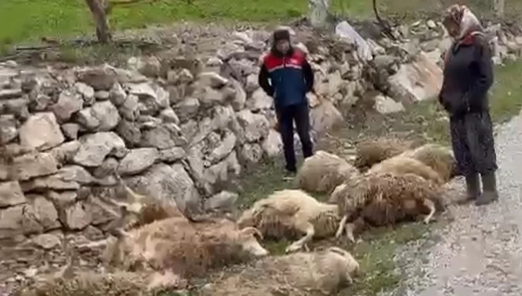 Kurtlar Kurbanlıkları Vurdu, Aileyi Yıktı!