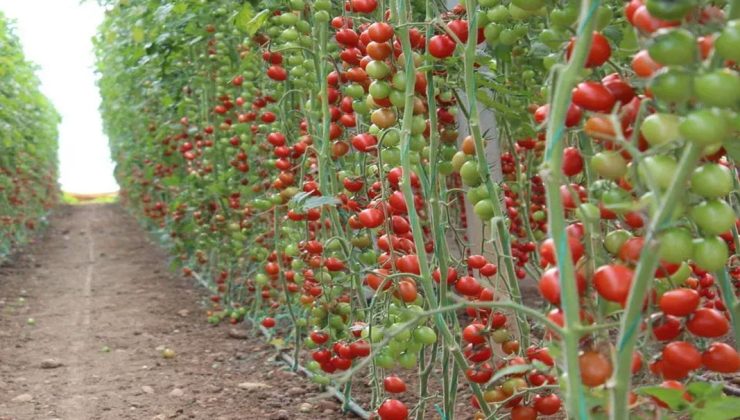Isparta’da Ata Tohumlarıyla Tarımsal Yenilik Projesi