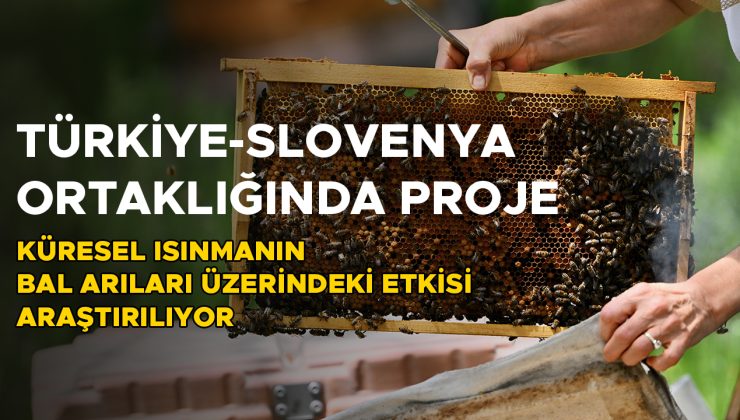 Küresel Isınma Arıların Geleceğini Tehdit Ediyor!