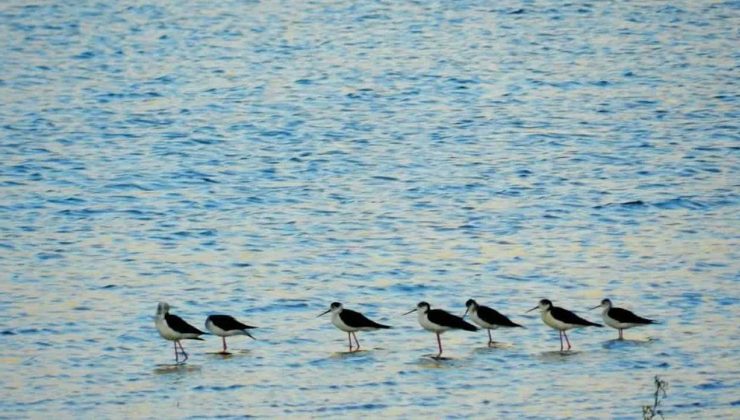 Nallıhan Kuş Cenneti’nde Foto Safari Etkinliği Düzenleniyor!