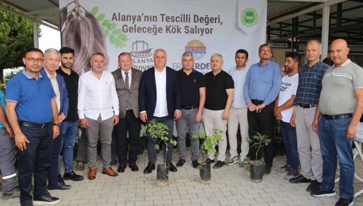 Alanya’da Keçiboynuzuna Coğrafi İşaret Kazandırıldı!