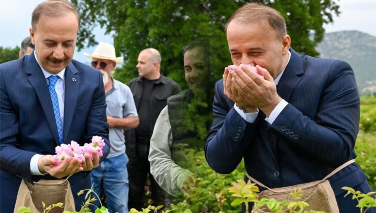 Gül Hasadı Başladı, Vali Erin Tarlada!