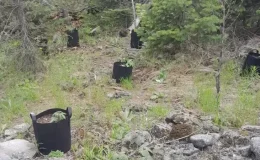 Bolu’da Yasa Dışı Kenevir Operasyonu: Şüpheli Yakalandı!