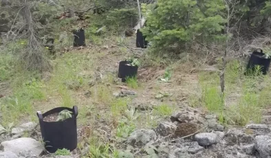 Bolu’da Yasa Dışı Kenevir Operasyonu: Şüpheli Yakalandı!
