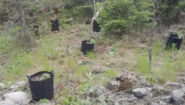 Bolu’da Yasa Dışı Kenevir Operasyonu: Şüpheli Yakalandı!